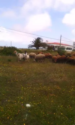a herd of sheep grazing in a field of grass at Villa Bartoni in Aljezur