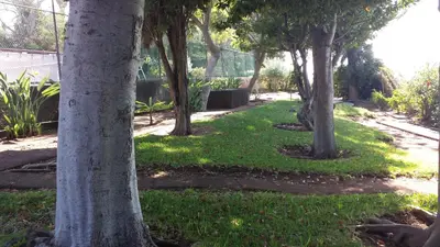 a row of trees in a park with green grass at Shearwaters - Sounds of the sea in Funchal