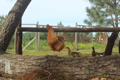 a chicken standing next to a group of ducks at Herdade Monte Do Sol in Aljezur