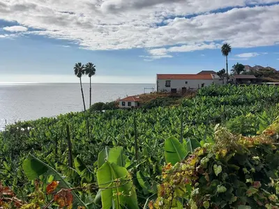 a field of plants with a house and the ocean at Faja dos Padres in Ribeira Brava