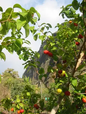 an apple tree with a mountain in the background at Faja dos Padres in Ribeira Brava