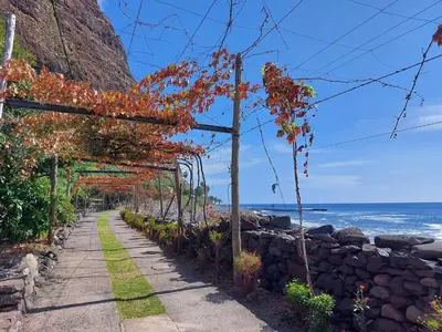 a pathway with trees and a stone wall next to the ocean at Faja dos Padres in Ribeira Brava