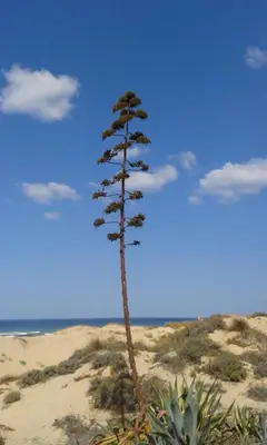 a tall plant in the sand on the beach at Casa Guna in Aljezur