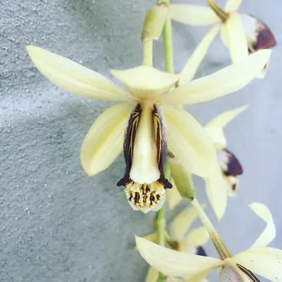 a close up of a yellow flower on a plant at Casa do Til in Santana