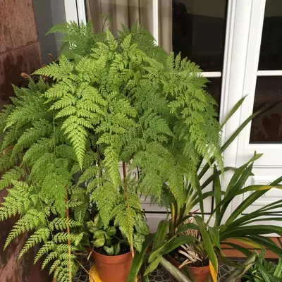 a green plant in a pot next to a window at Casa do Til in Santana