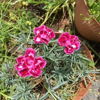 three pink flowers in a pot on the ground at Casa do Til in Santana