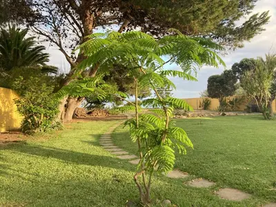 a small tree in the middle of a grass field at Villa Ines, at the beach in Porto Santo