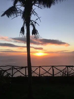 a palm tree with a sunset in the background at CASA DOS FALCÕES casa rural de construção tradicional in Fajã da Ovelha