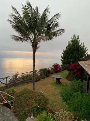 a palm tree and a bench next to the ocean at CASA DOS FALCÕES casa rural de construção tradicional in Fajã da Ovelha