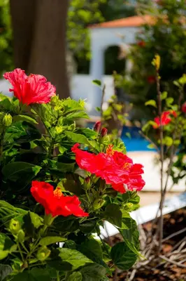 a group of red flowers in a garden at Casa Luisandra Boutique Hotel B&B in Luz