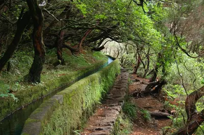 a stone path in a forest with trees at Central Suite in Funchal 2N in Funchal