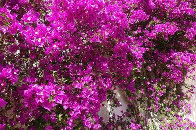 a bunch of purple flowers on a wall at Buganvilia Praia da Luz in Luz