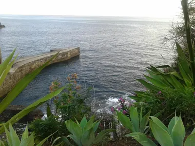 a view of a body of water with plants at Beach Flat - Apartamento Praia Doca do Cavacas in Funchal
