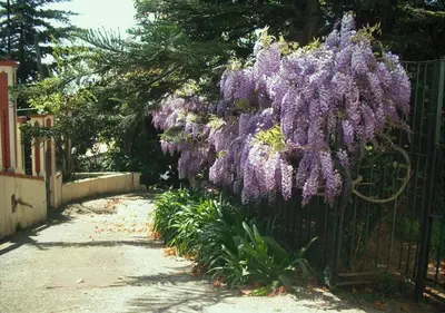 a bush of purple flowers hanging over a fence at Villa Wisteria in Funchal