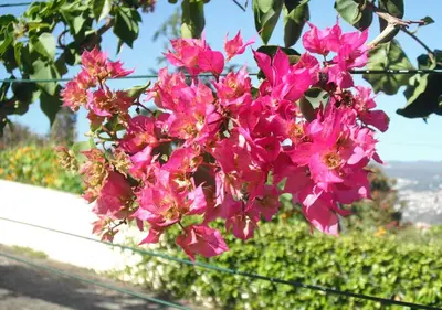 a bunch of pink flowers hanging from a tree at Villa Wisteria in Funchal