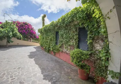 an ivycovered building with a window and plants at Villa Wisteria in Funchal
