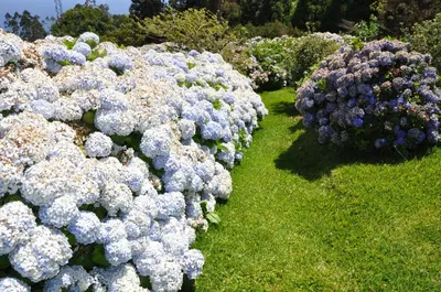 a row of bushes with purple and white flowers at Luxury VILLA CAMÉLIA. Mountains, golf, horses, levada walks. in Santo da Serra