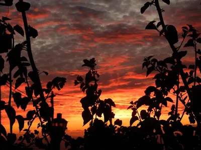 a sunset with a silhouette of a plant in the foreground at Jasmine Guest Suite in Ponta do Pargo