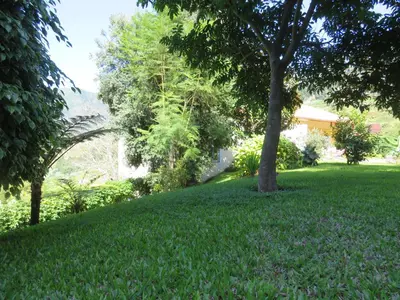 a green lawn with a tree in a yard at Solar do Carvalho in São Vicente