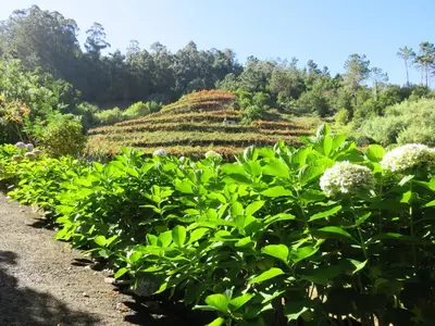 a field of plants with a hill in the background at Solar do Carvalho in São Vicente