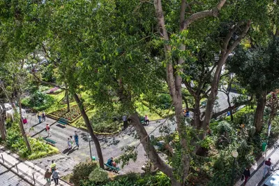 a group of people walking around a park with trees at Funchal Arcadas Apartment by MLV in Funchal