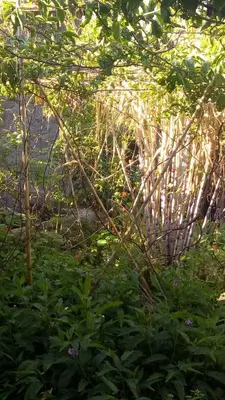 a bush with branches and plants in a yard at Casa reizinho in Santana