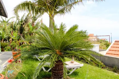 a palm tree sitting next to a white table at Casa Simão in Calheta
