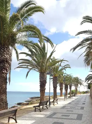 a row of palm trees and benches on the beach at Casa Luztour in Luz