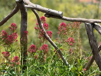 a wooden fence with pink flowers in a field at ModuLAR in Calheta