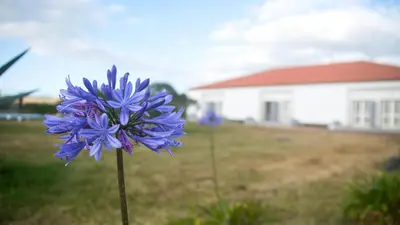 a purple flower in front of a house at Hotel Santa Maria in Vila do Porto