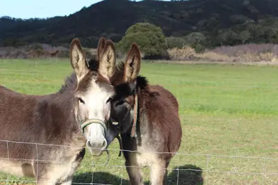two donkeys standing next to a fence in a field at Casa Marreiros Holiday Home in Vila do Bispo