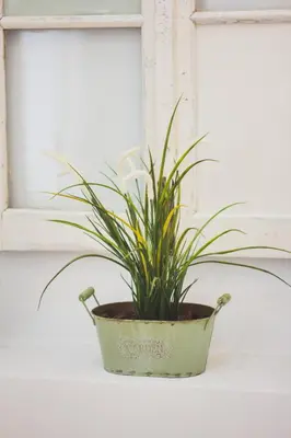 a plant in a pot sitting on a window sill at Ardmar B&B in Vila do Bispo