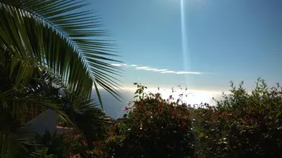 a view of the ocean from behind a palm tree at Casas Serenas in Estreito da Calheta