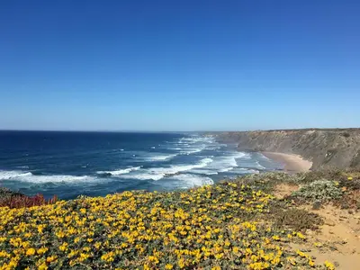 a field of yellow flowers on the beach at Marécasa in Aljezur