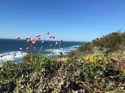a view of the ocean from a beach with flowers at Marécasa in Aljezur