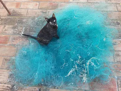 a black cat sitting on top of a blue ball of string at Salmoura in Vila do Bispo