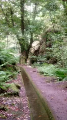 a dirt road in the middle of a forest at Sea View House in Ribeira Brava