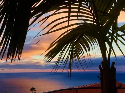 a palm tree with a sunset in the background at Casa Lira in Arco da Calheta