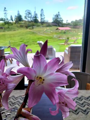 a group of pink flowers in a vase on a table at Quinta de São José in São Pedro