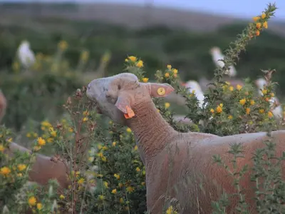 an elephant with its trunk in a field of flowers at Monte de Santo Antonio - Turismo Rural in Vila do Bispo