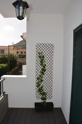 a plant on a balcony with a white wall at Porto Santo Apartment in Porto Santo