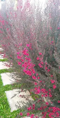 a bush of pink flowers in a garden at the old school in Calheta