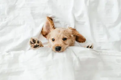 a brown dog laying on a white bed at Pestana Miramar Garden & Ocean Hotel in Funchal