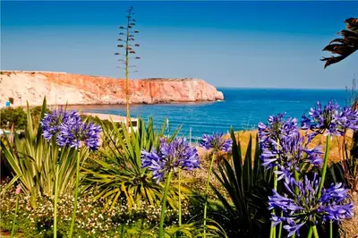 a bunch of purple flowers on a beach with the ocean at Mareta View - Boutique Bed & Breakfast in Sagres