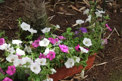 a pot of flowers in front of a tree at Hotel Windsor in Funchal