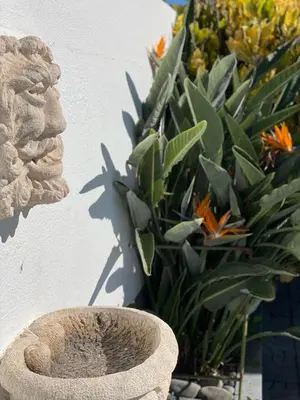 a plant in a vase next to a wall at Valhalla Panorama in Funchal