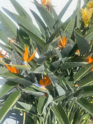 a plant with orange flowers and green leaves at Valhalla Panorama in Funchal