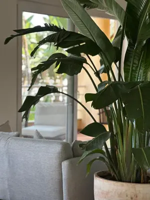 a plant in a pot sitting next to a couch at Vila Luz in Luz