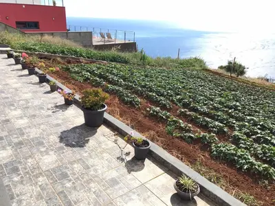 a row of plants in a field next to the ocean at Palheirinho da Achada in Arco da Calheta