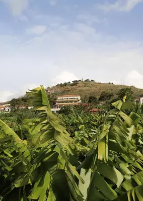 a field of banana plants with a building in the background at Vila Marta in Funchal